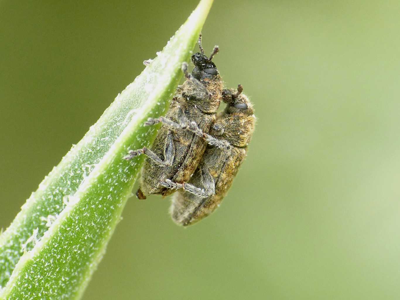Rhynocillus conicus